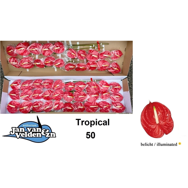 <h4>Tropical 50</h4>