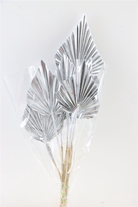 <h4>Dried Palm Spear 10pc Silver Bunch</h4>