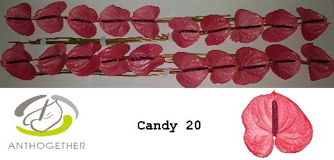 <h4>ANTH A CANDY 20</h4>