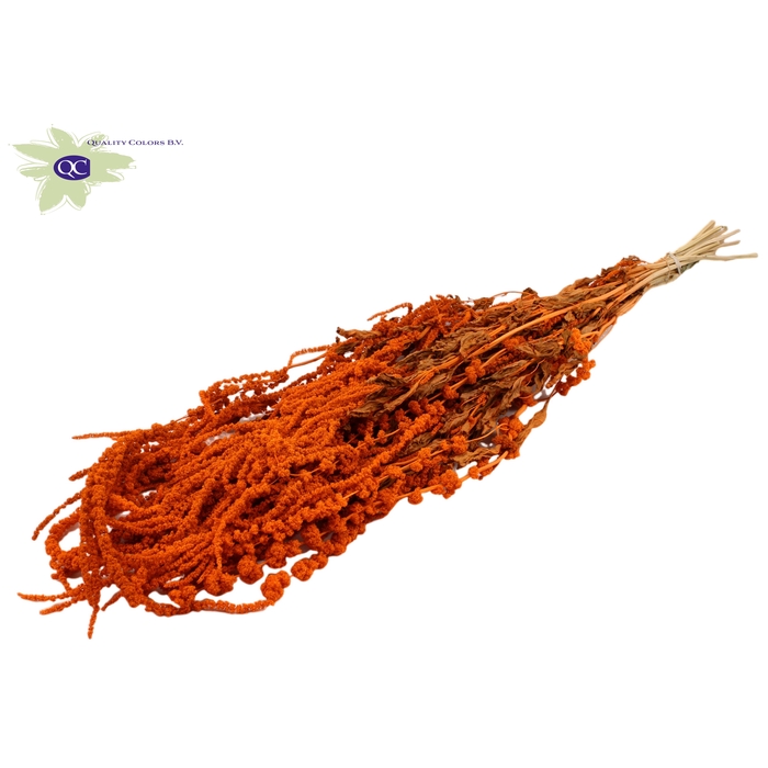 <h4>Hang Amaranthus ± 90cm p/bunch Orange</h4>