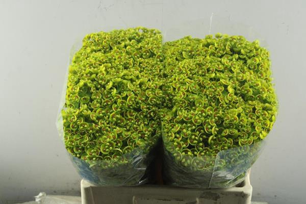 <h4>Euphorbia martinii</h4>