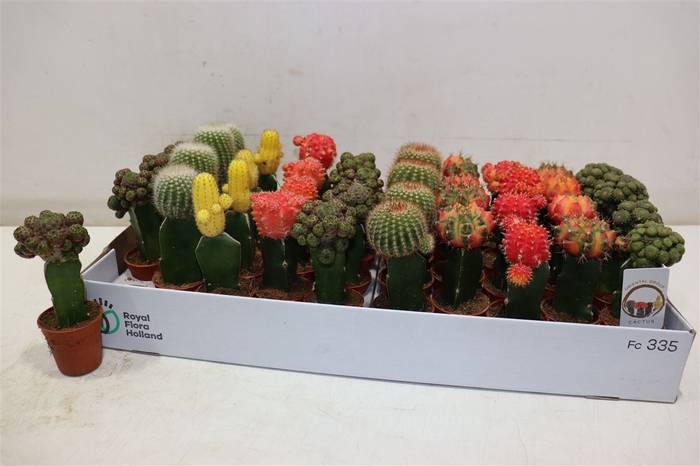 <h4>Cactus Gem</h4>