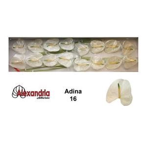 Anthurium Adina White