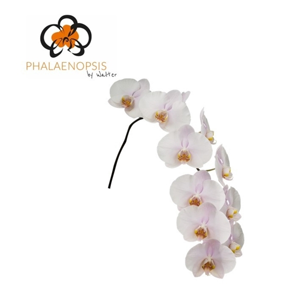 <h4>Phalaenopsis alpha (per stem)</h4>