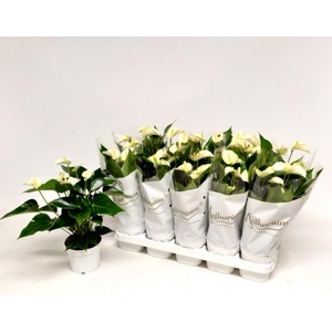 Anthurium White Champion 12Ø 45cm 6+ kwiatów