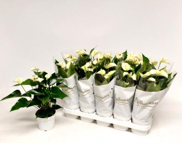 Anthurium White Champion 12Ø 45cm 6+ kwiatów