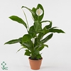 Spathiphyllum Sweet Silvio 14Ø 65cm 4fl