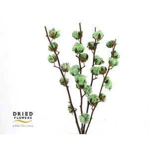 Dried Cotton Mint Green