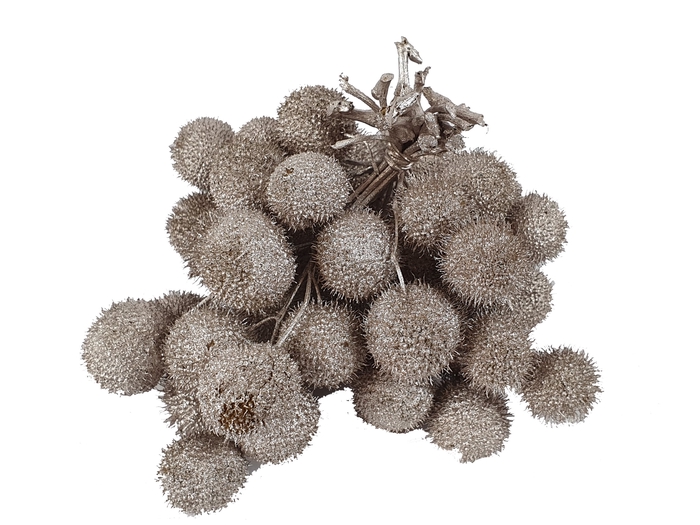 <h4>Small ball per bunch in poly champagne</h4>