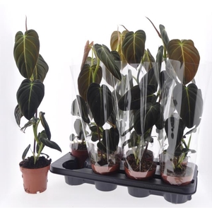 Philodendron melanochrysum 12Ø 50cm