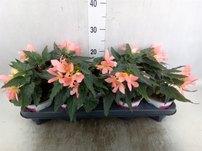 <h4>Begonia  'Florencio Pink'</h4>
