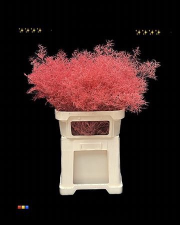 Limonium Coral + Glitter Bio
