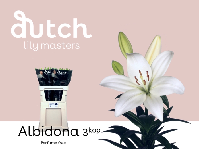 <h4>Lilium az albidona</h4>
