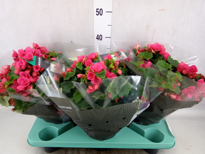 <h4>Begonia elat. EN 'Betulia Pink'</h4>