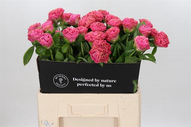 <h4>PAEO CARNATION BOUQUET*</h4>