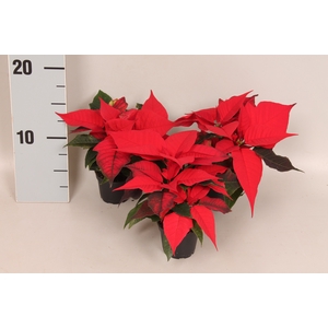 Poinsettia 6  cm Christmas Feelings® Red 2/4 kopper