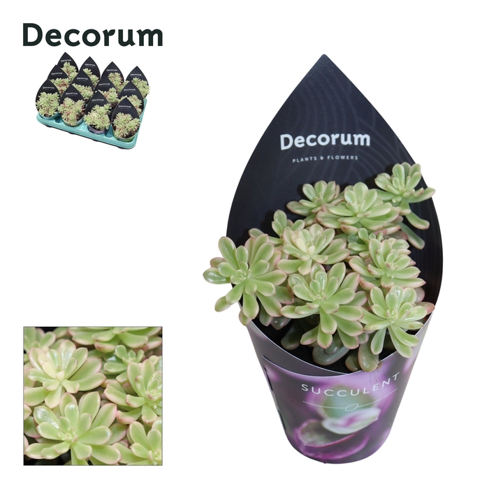 <h4>Sedum Rubrotinctum Variagata (Decorum) Decorum Potcover</h4>