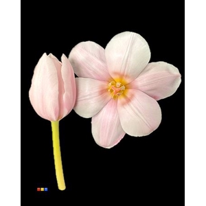 Tulp Pastel Pink