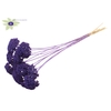 Achillea per stem frosted purple