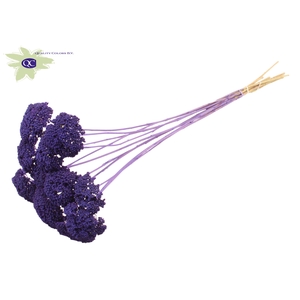 Achillea per stem frosted purple