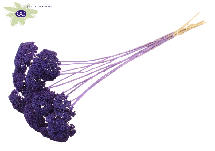 <h4>Achillea per stem frosted purple</h4>