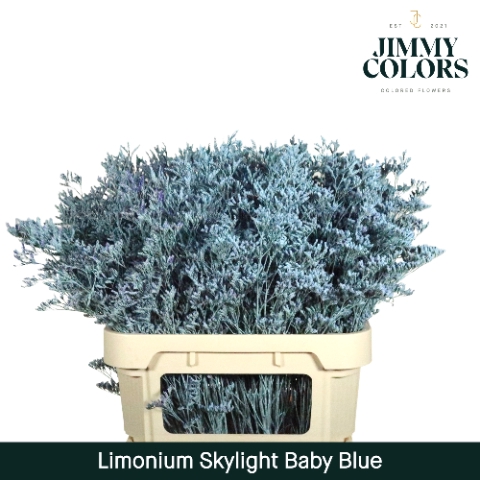 <h4>Limonium Skylight L80 Klbh. Baby blue</h4>