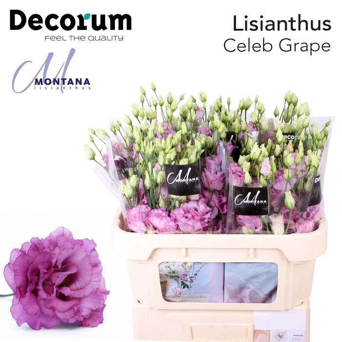 <h4>Lisianthus Celeb grape 70cm</h4>
