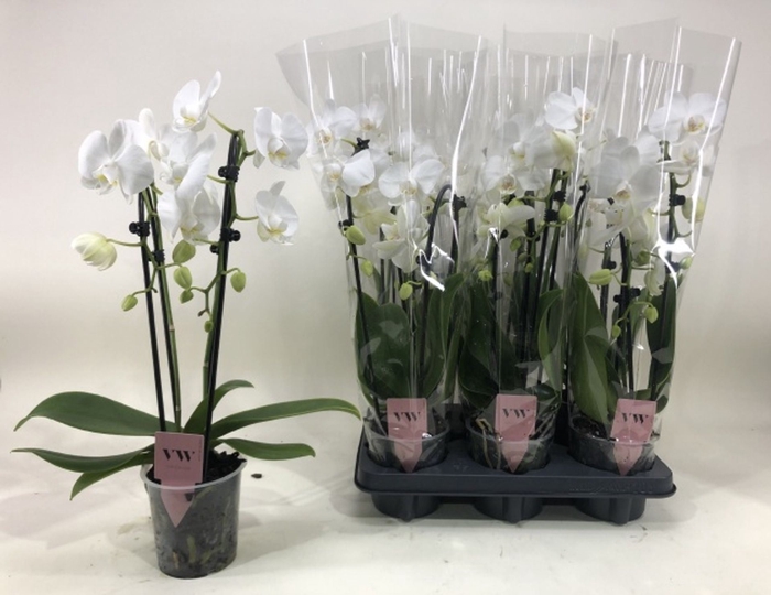 <h4>Phalaenopsis Elegant Cascade</h4>