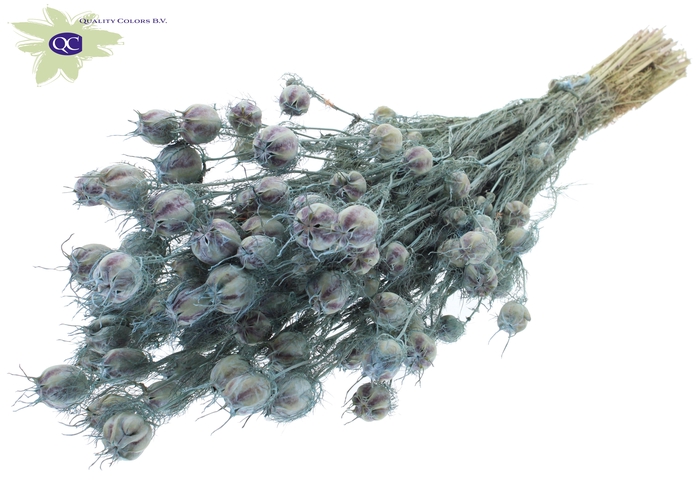 <h4>Nigella per bunch frosted light blue</h4>