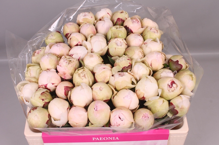 <h4>Paeonia Odile | Heavy Quality</h4>