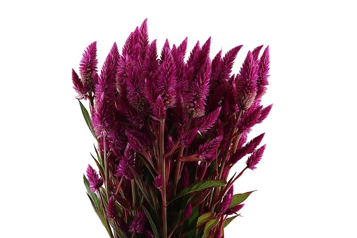 <h4>Celosia Celway Purple</h4>