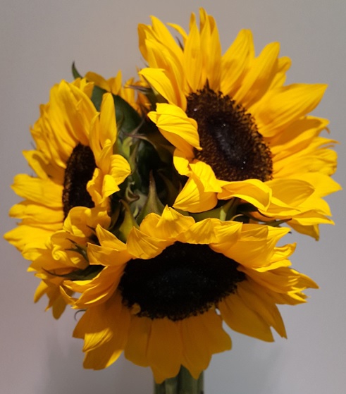 Helianthus (Sunflowers)