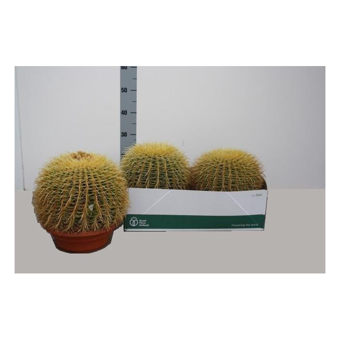 <h4>Echinocactus Grusonii (Cites) 27Ø 25cm</h4>