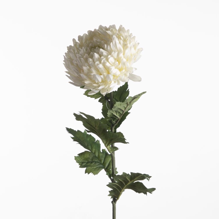 Af Chrysanthemum L75cm Cream