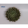 Echeveria Parva Cutflower Wincx-8cm