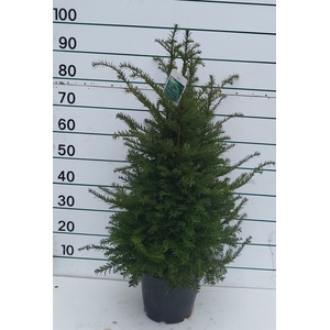 TAXUS BACCATA