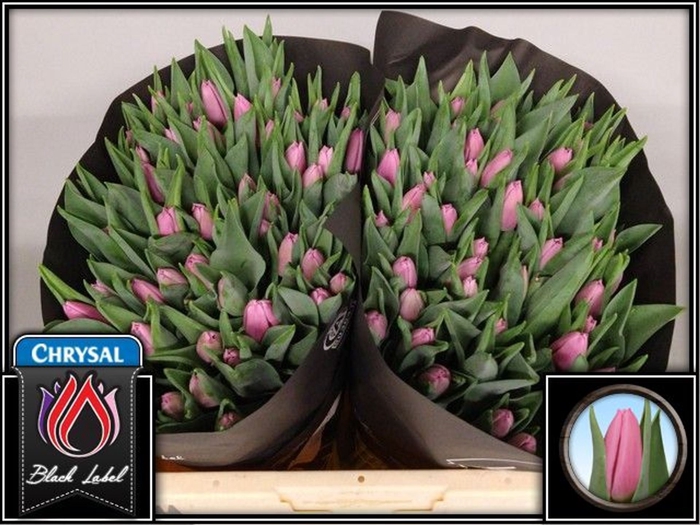<h4>Tulipa enke. (Triumph Grp) Sirikit</h4>