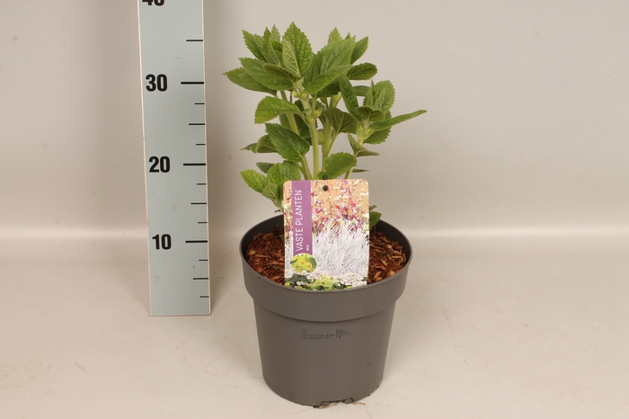 <h4>vaste planten 19 cm Melittis melissophyllum Royal Velvet Distinction</h4>