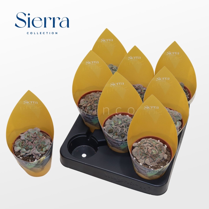 <h4>Titanopsis Calcarea (Sierra) Sierra Collection</h4>