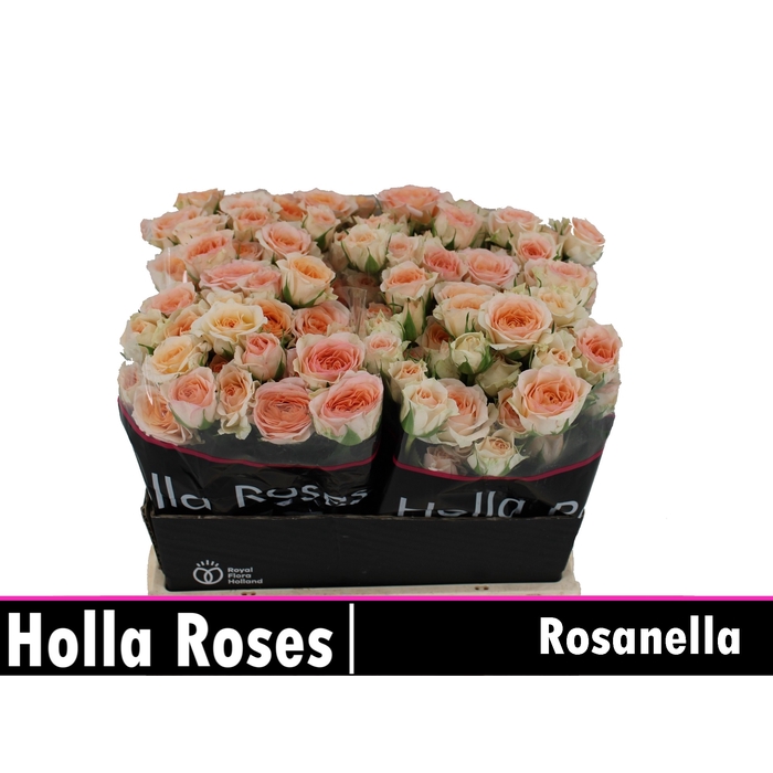 <h4>Rosanella</h4>