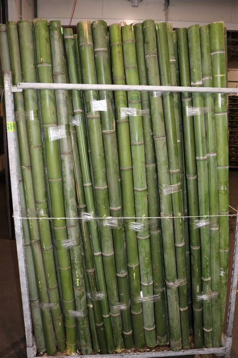 <h4>Bamboe 60-70 2meter</h4>