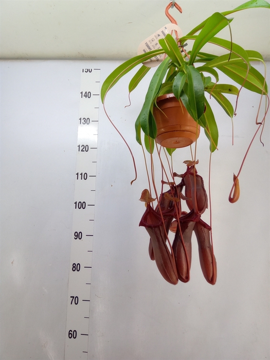 <h4>Nepenthes    ...</h4>
