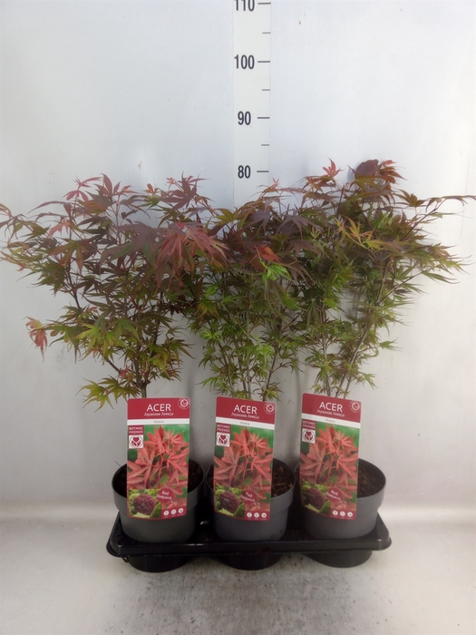 <h4>Acer palmatum 'Shaina'</h4>