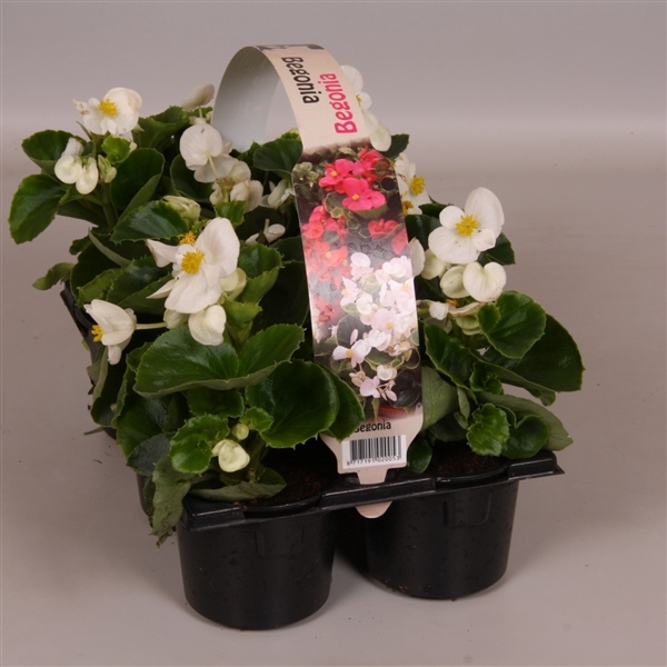 <h4>Begonia Semp groenbladig wit 6p</h4>