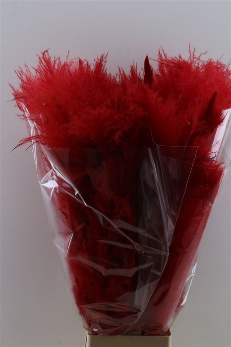 <h4>Dried Cortaderia Dadang Red 100cm P Stem</h4>