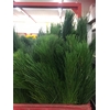 Greens - Casuarina (Pine)