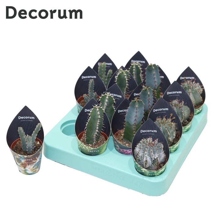 <h4>Euphorbia Mix (4spc.) (decorum) Decorum Potcover</h4>