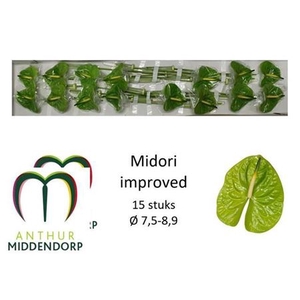 ANTH A MIDORI IMP X15 ( MINI )