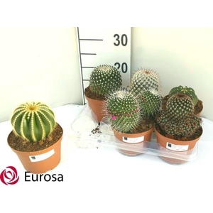 Cactus mix 14Ø 18cm