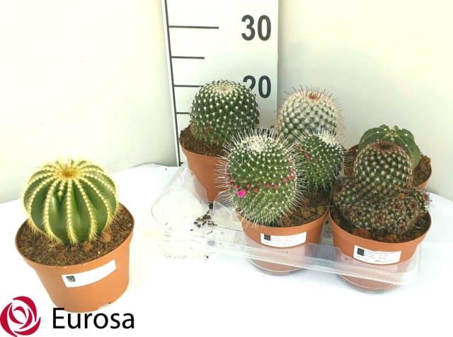 Cactus mix 14Ø 18cm
